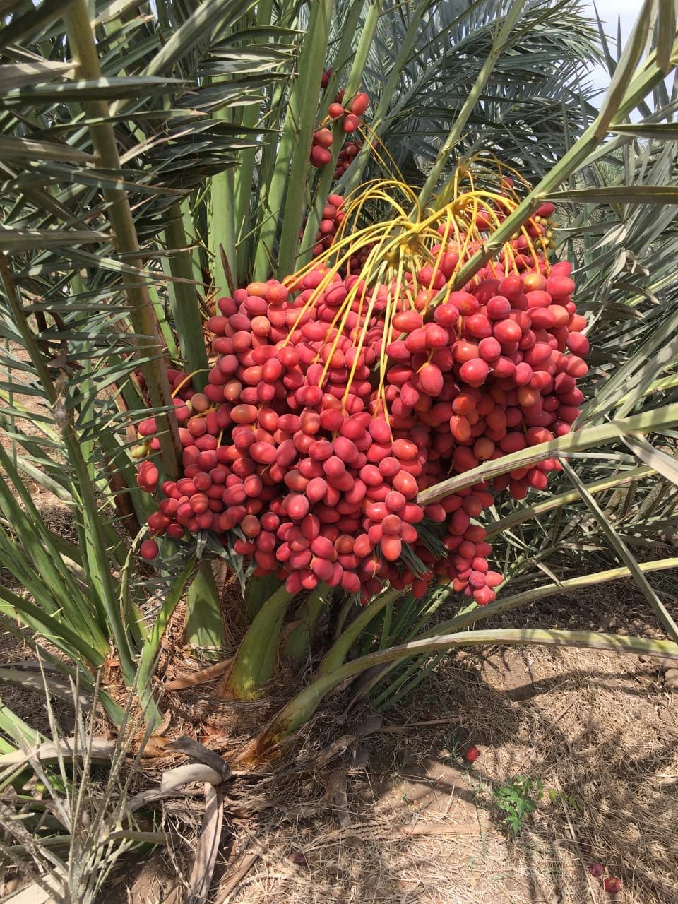 Nature care - Date Palm - Red