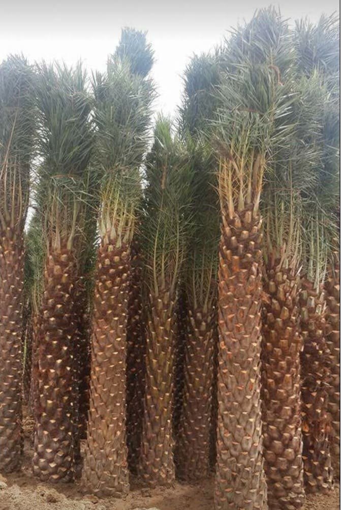 Date palm - Khalel