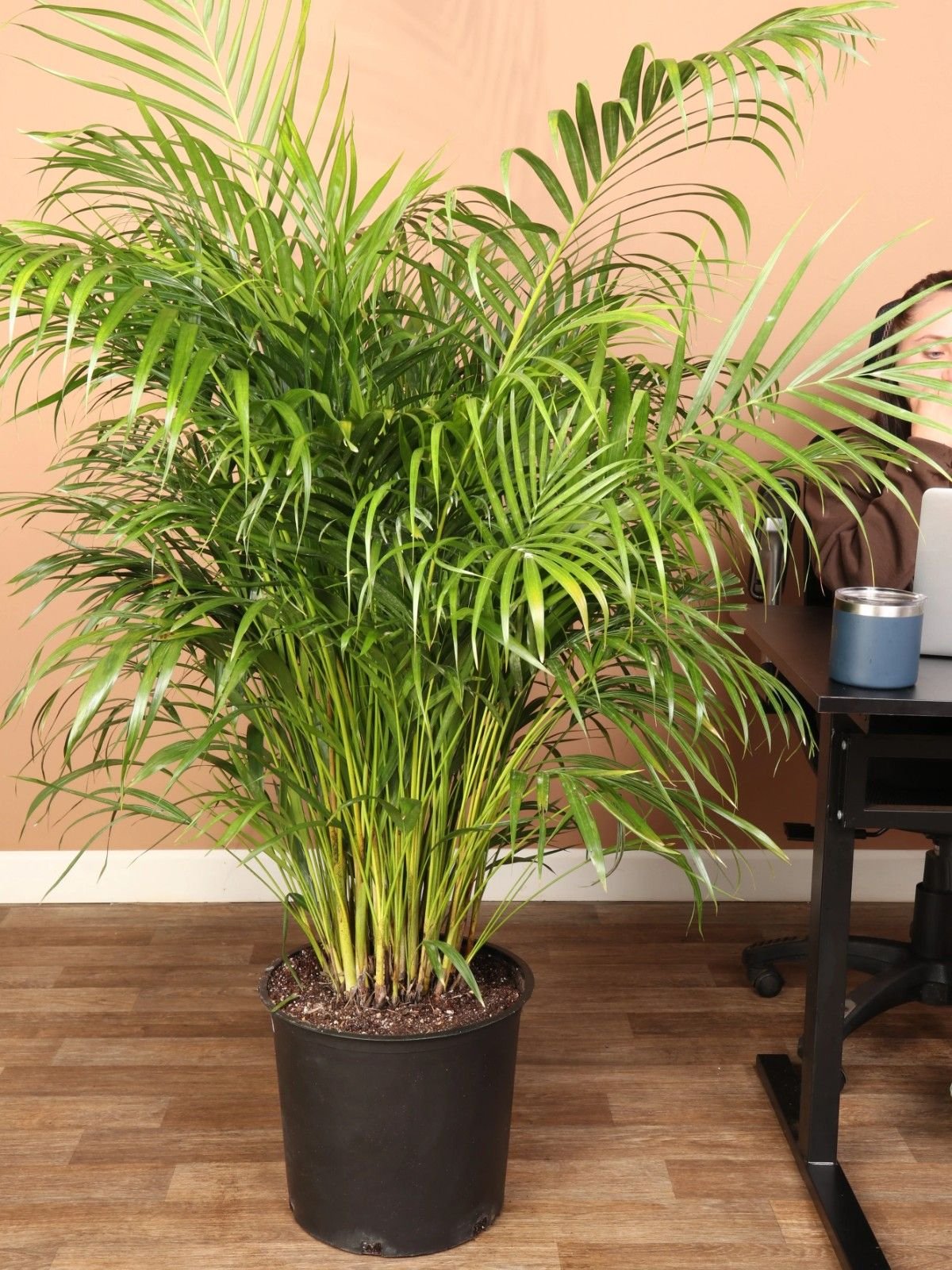 Areca Palm 3ft