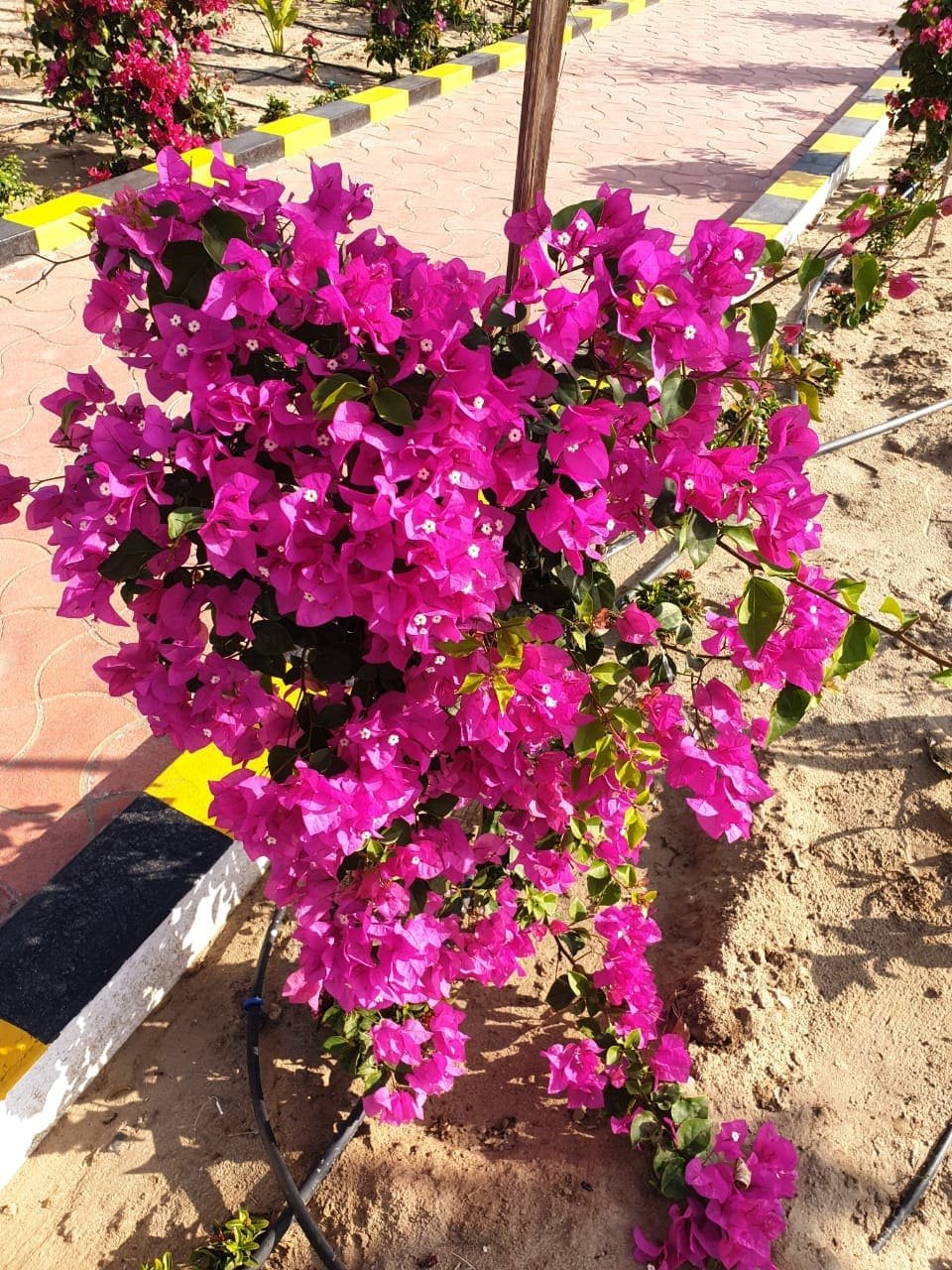 Bougainvillea pink