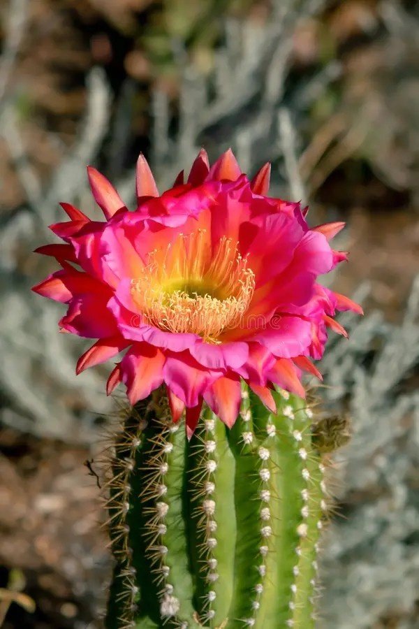 Cactus Flower