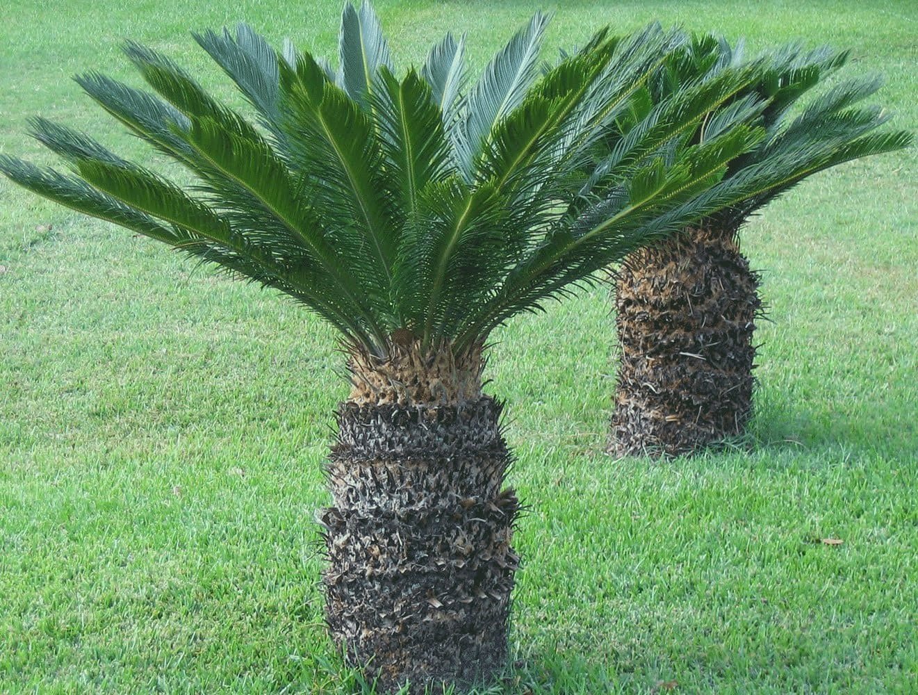 Cycus Palm (Small)