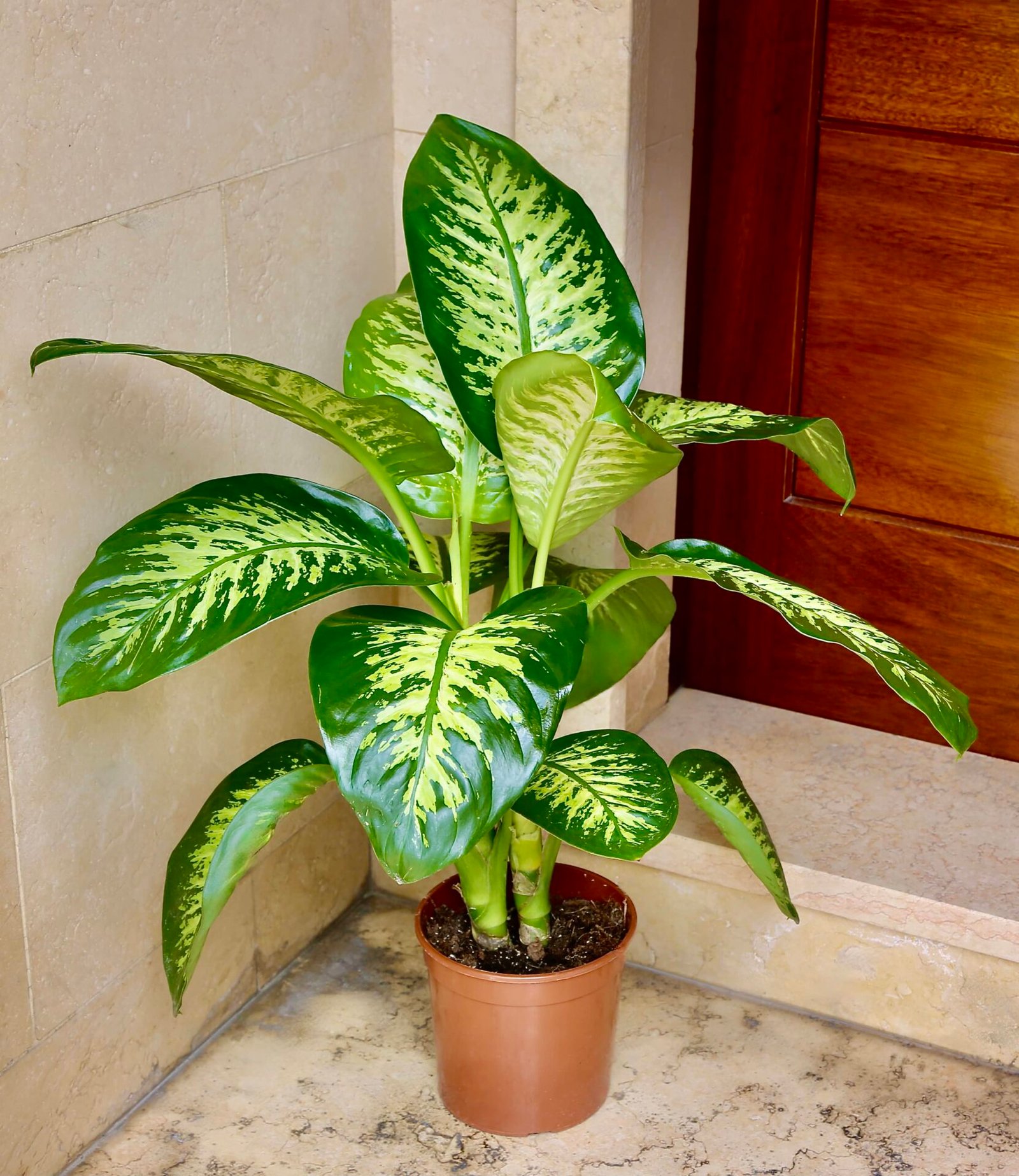  Dieffenbachia
