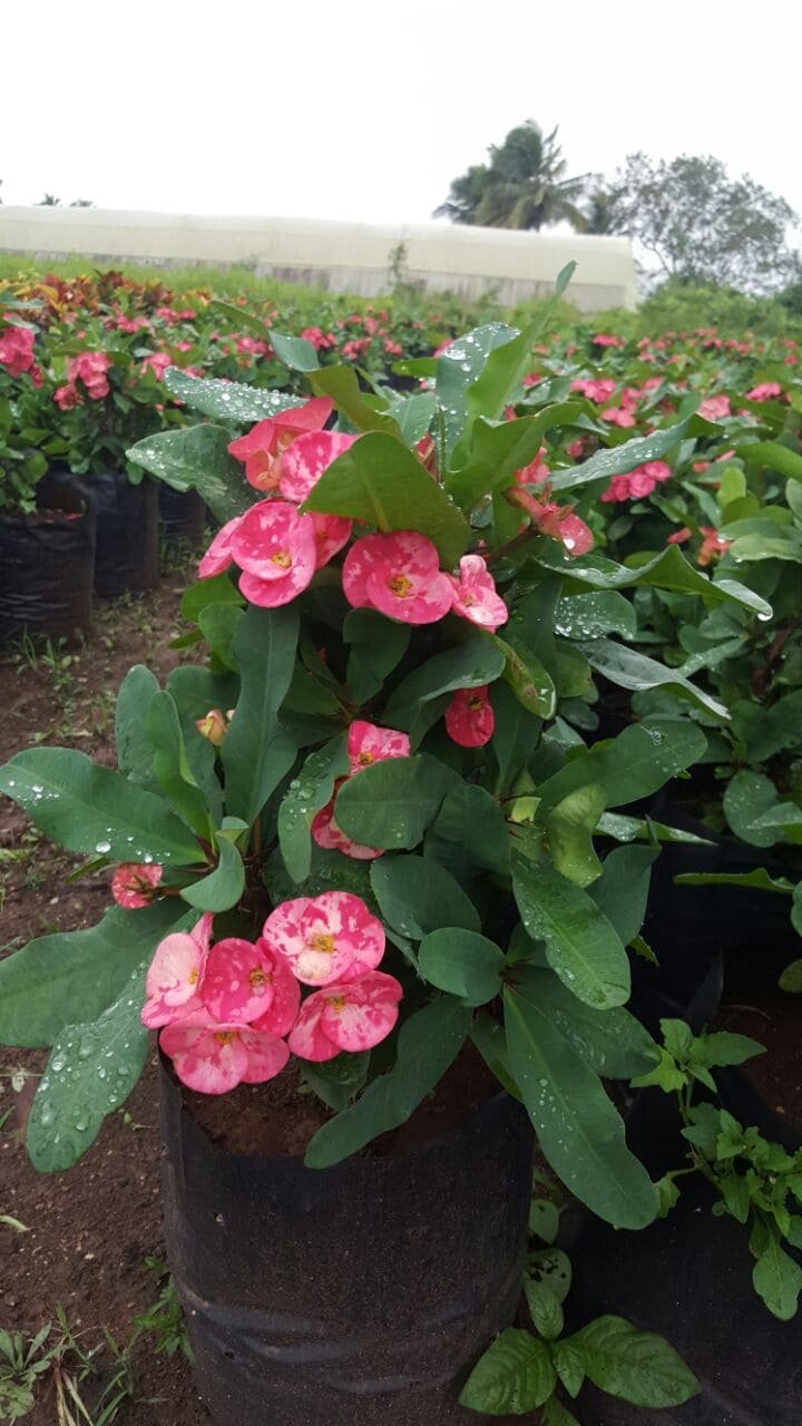 Euphorbia Mili
