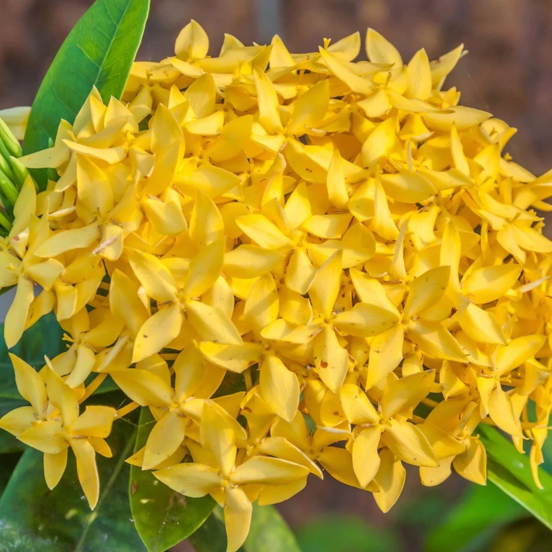 Yellow Ixora