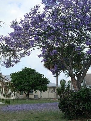 Jacaranda