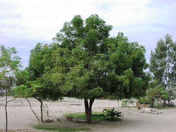 Neem (4ft)