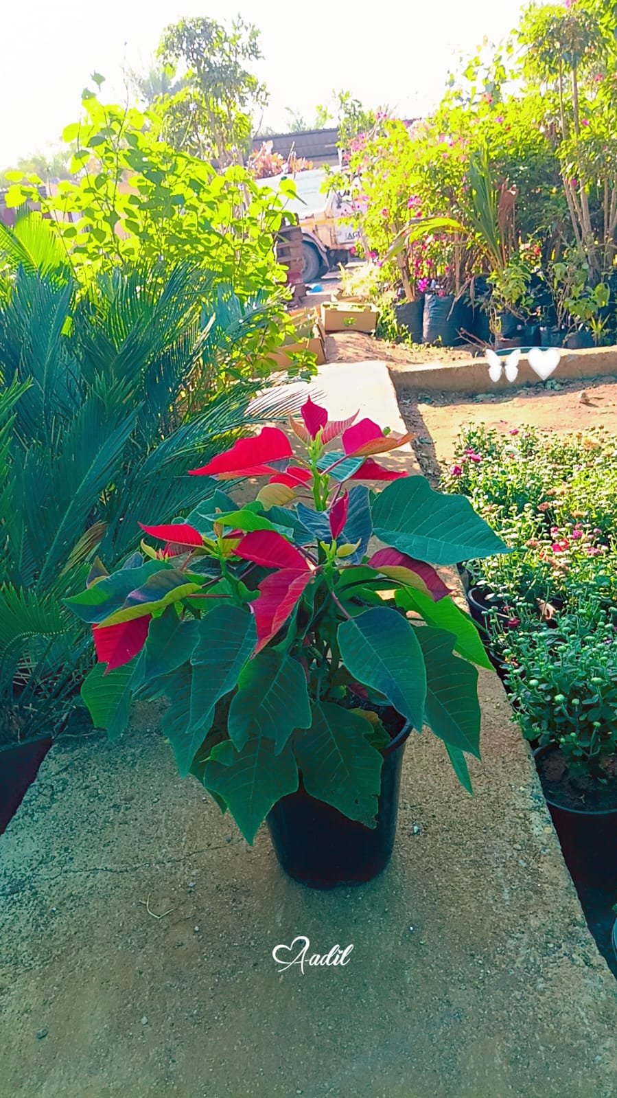 Poinsettia