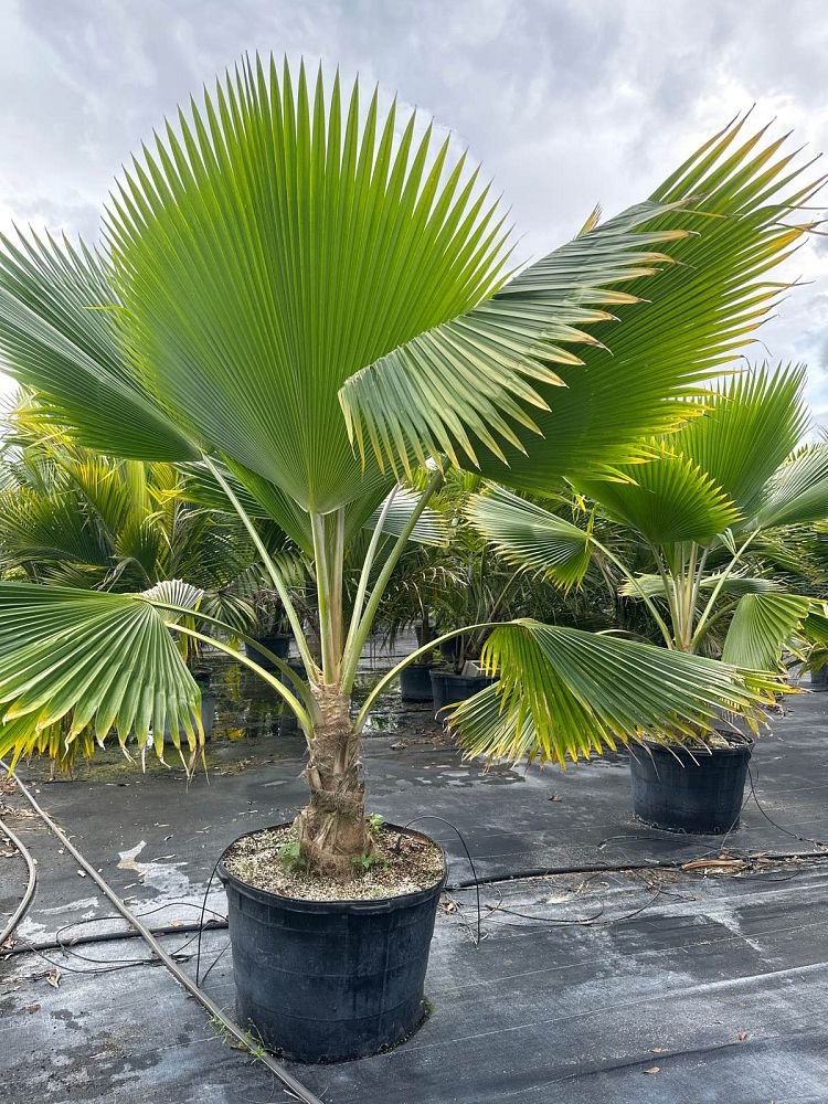 Pritchardia Palm