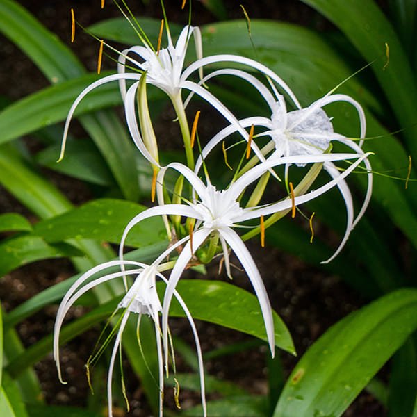  Spider Lily