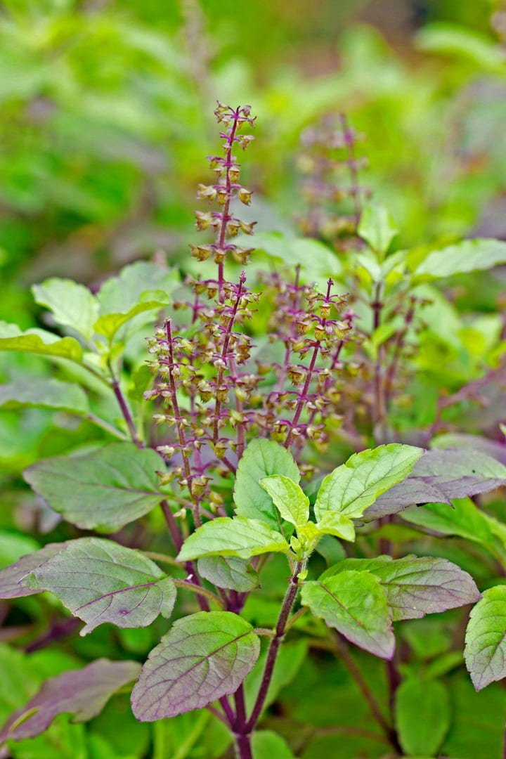  Tulsi