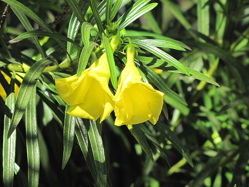 Yellow oleander