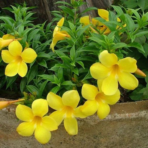 Allamanda