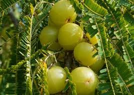 Amla