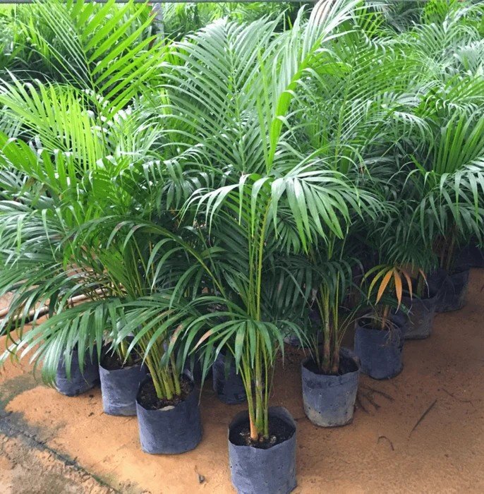Areca Palm 5ft
