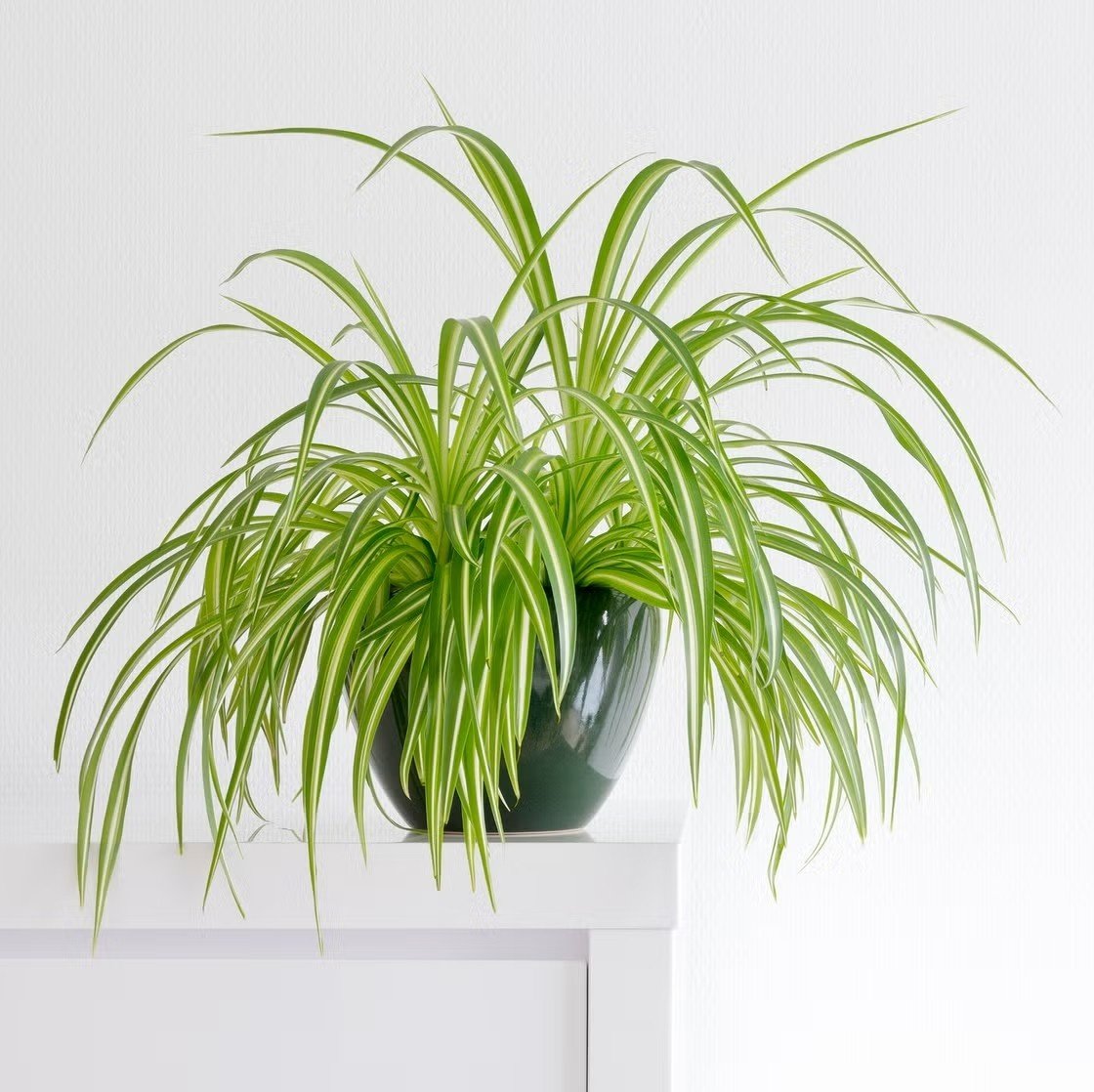 Spider Plant