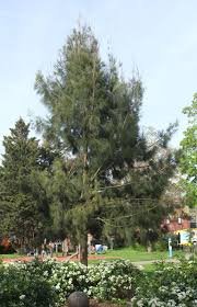 casuarina big