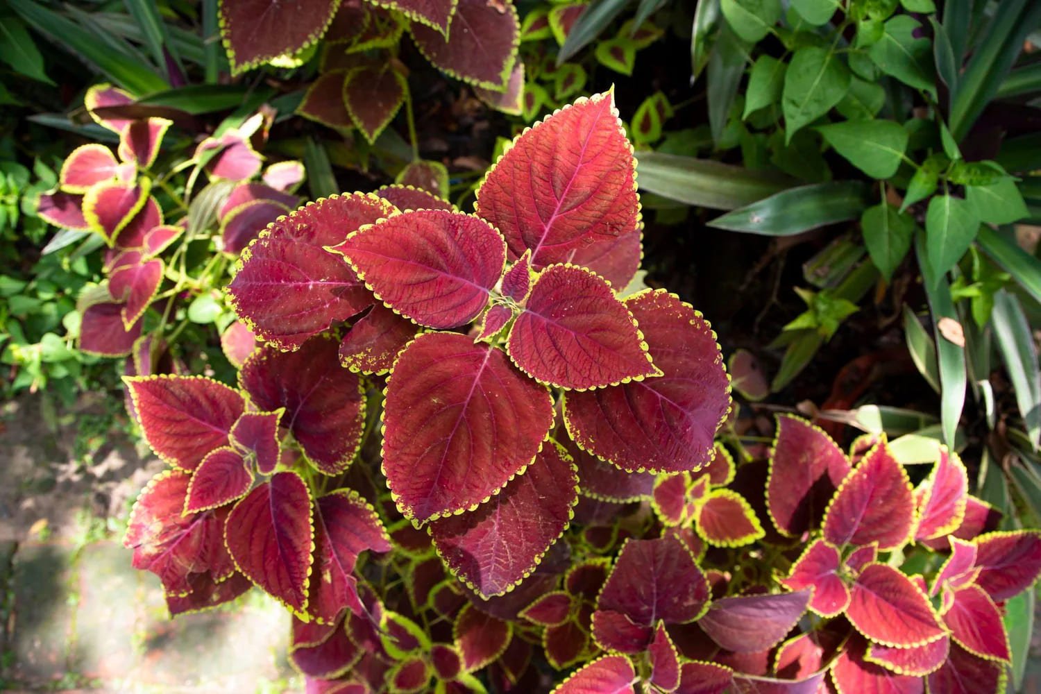 Coleus