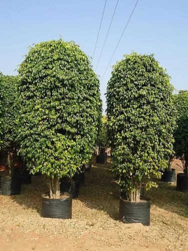 Ficus Benjamina