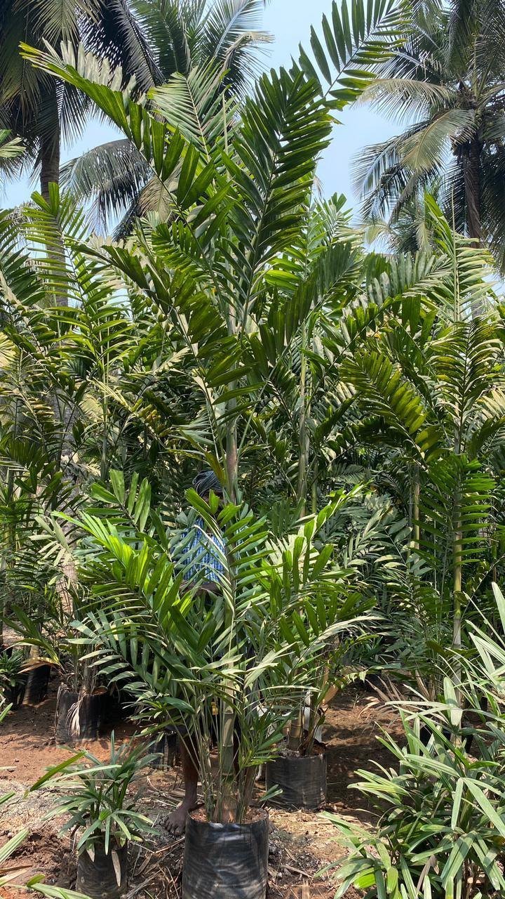 Kentia Palm