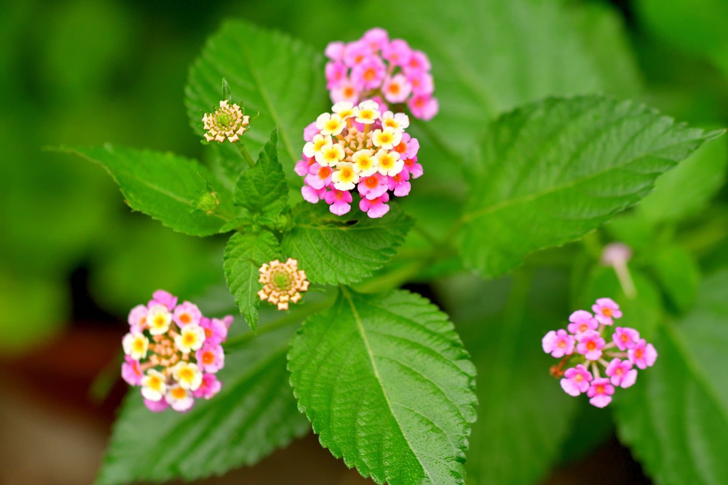 Lantana white