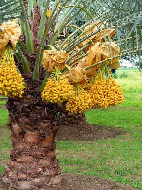 Date Palm Yellow