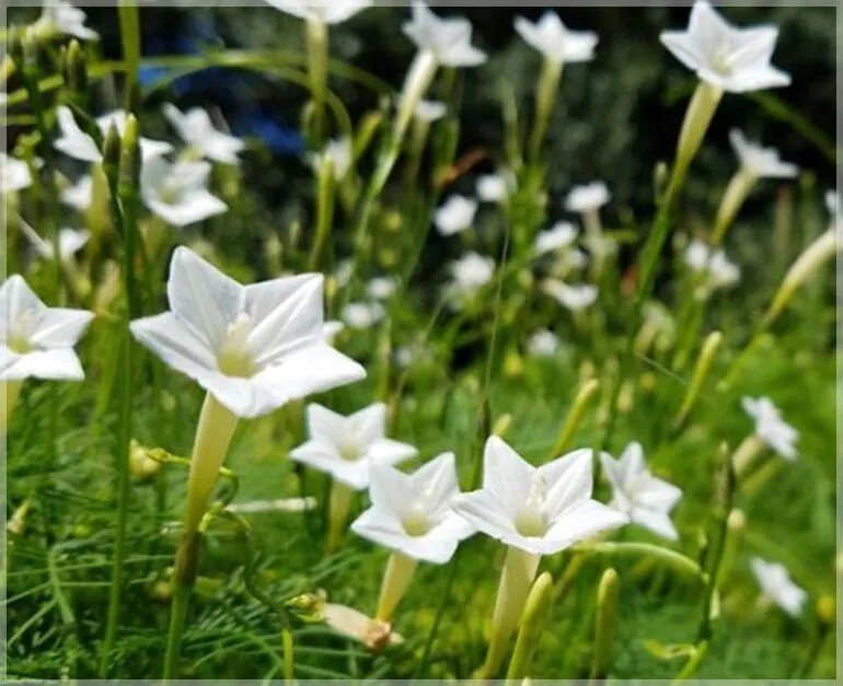 Star vine White