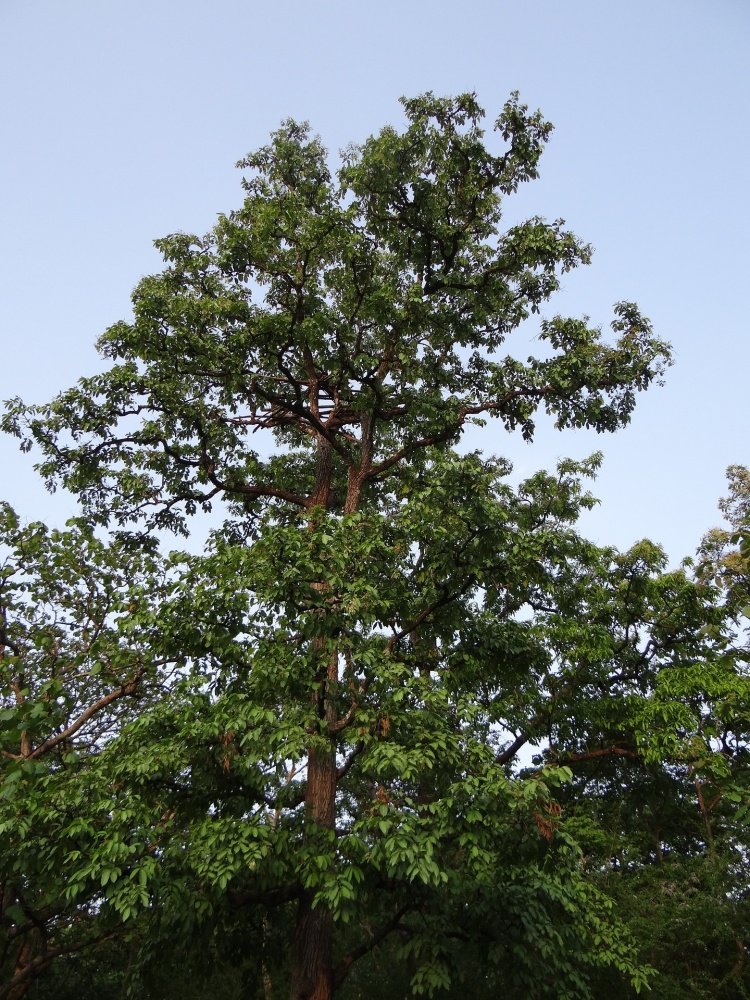 Arjun Tree